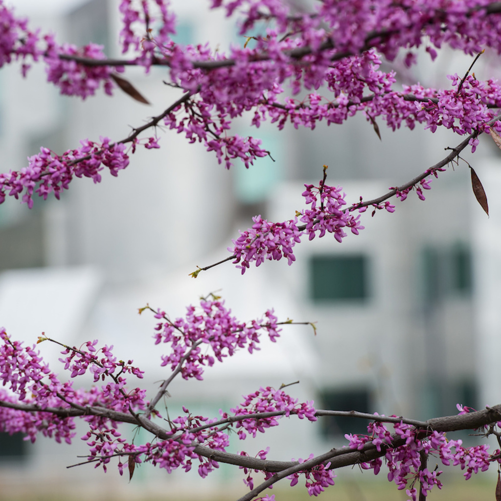 redbud blossoms in front of the Iowa Advanced Technology Laboratories